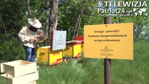 [VIDEO] Przybywa pasiek na dachach galerii i biurowców. Pszczołom w miastach nie zagrażają pestycydy